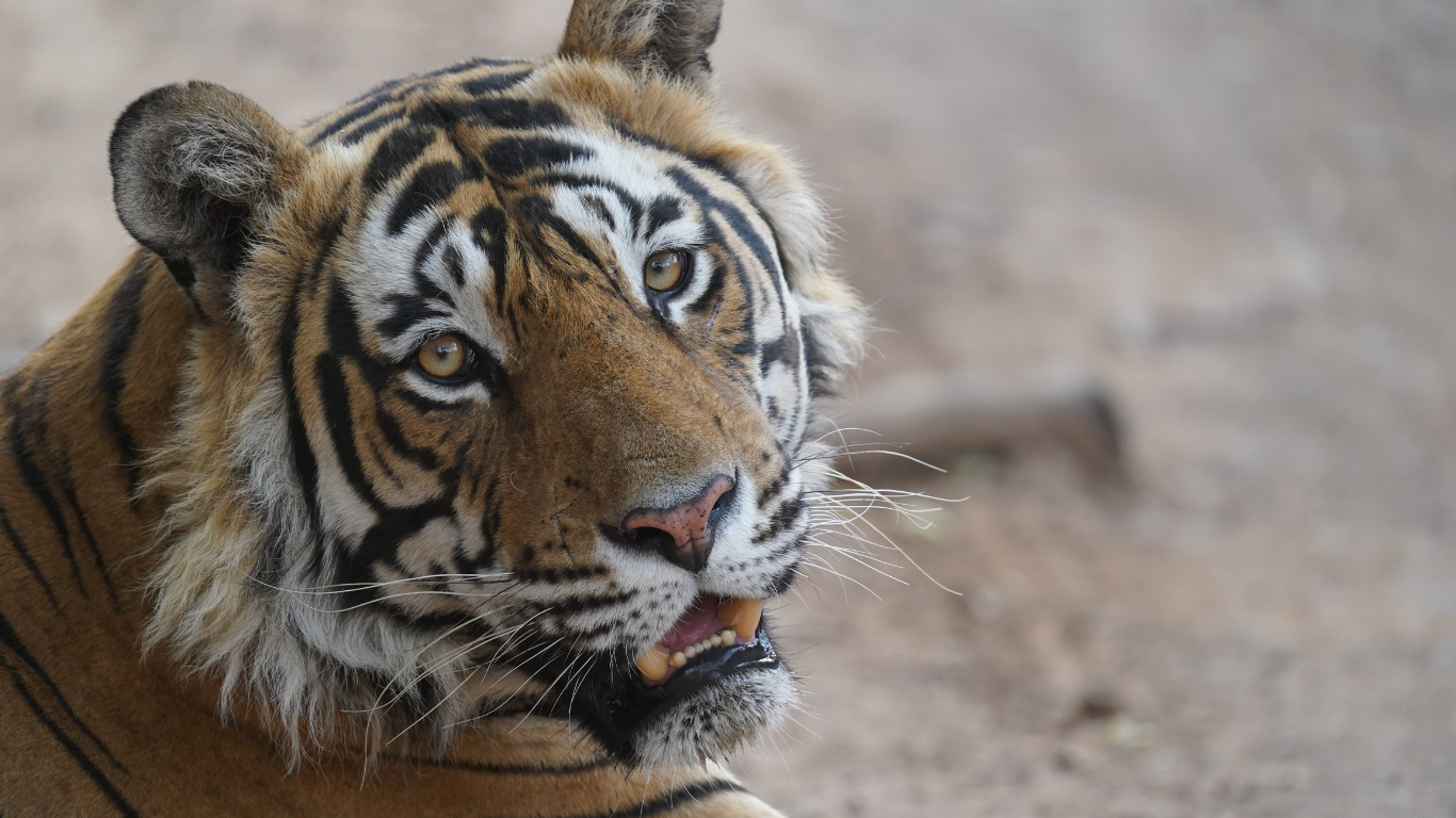 Golden triangle tour with Ranthambore