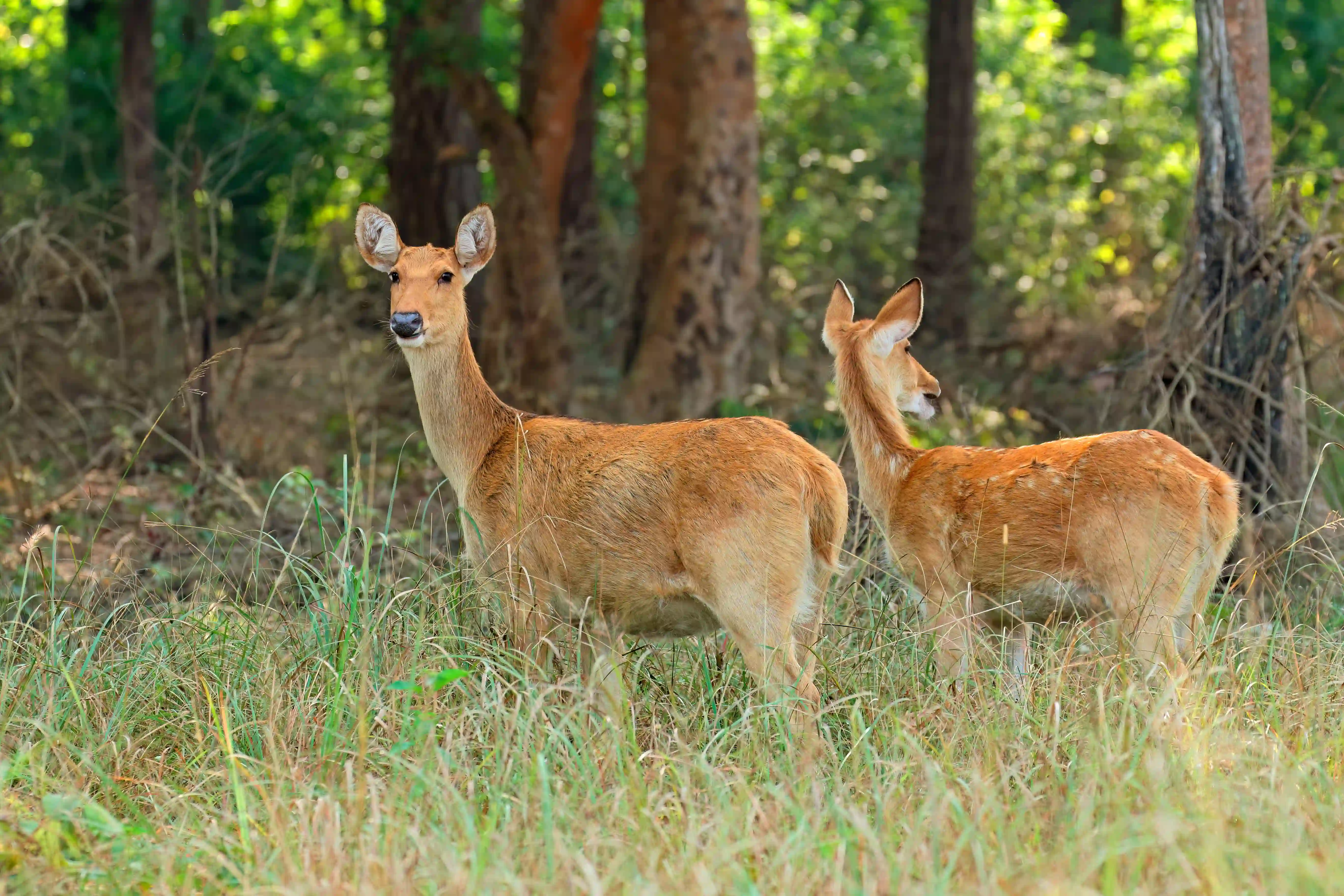 Overnight Ranthambore tour from Jaipur – 2 D