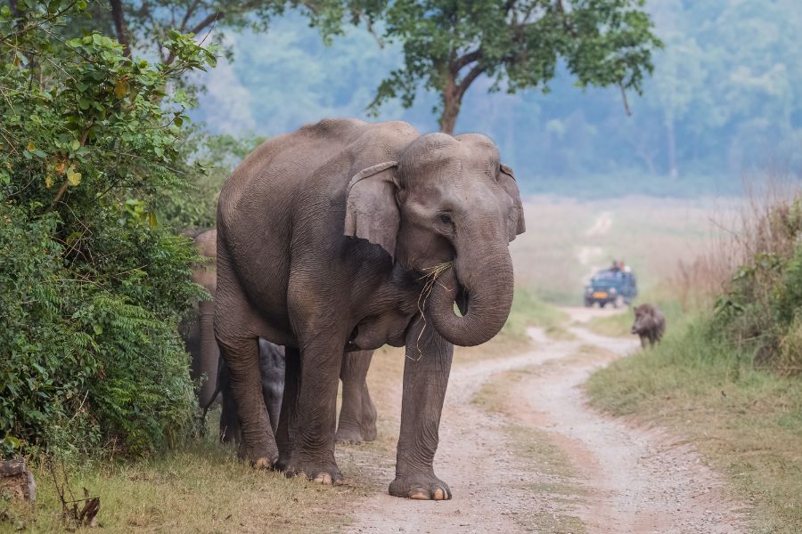Jim Corbett Safari tour from Delhi 2N 3 D