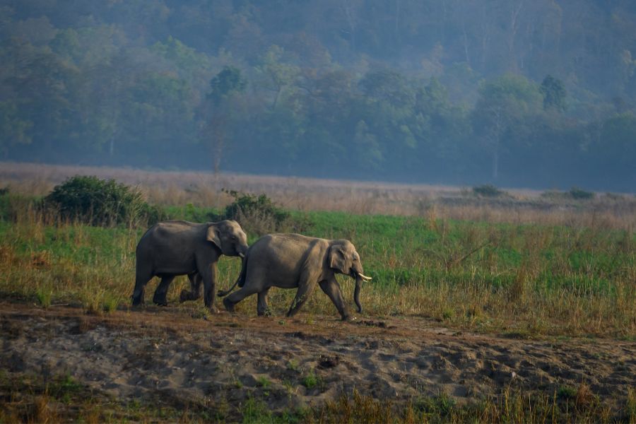 Jim Corbett Safari tour from Delhi 2N 3 D