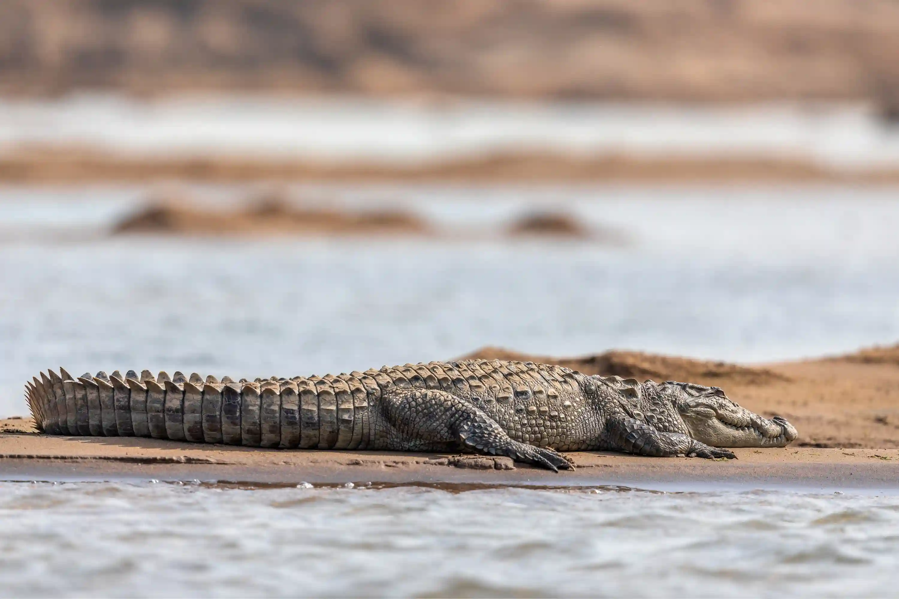 Same Day Chambal Safari Tour By Car From Agra