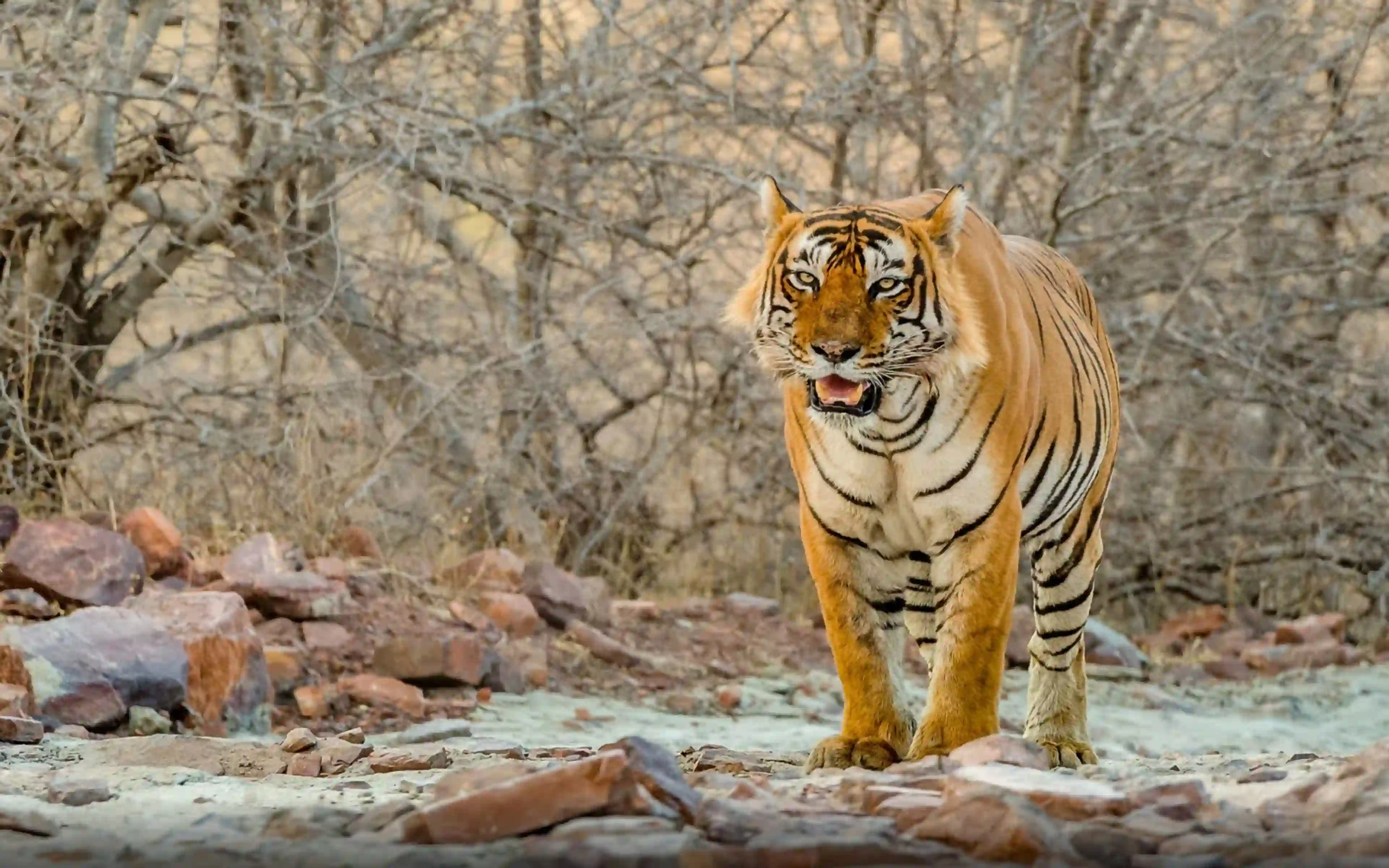 Golden Triangle Tour with Bharatpur and Ranthambore 8D
