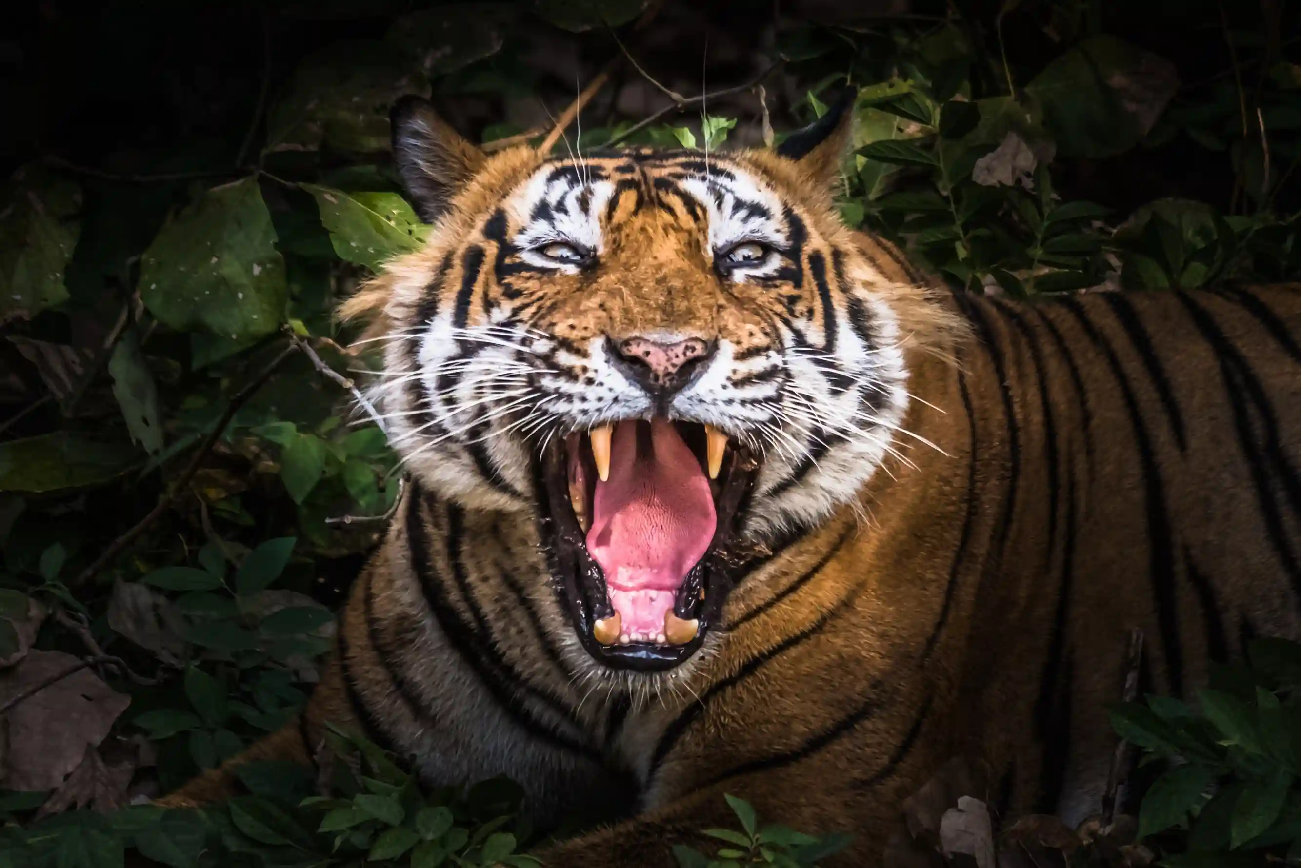 Overnight Ranthambore tour from Jaipur – 2 D