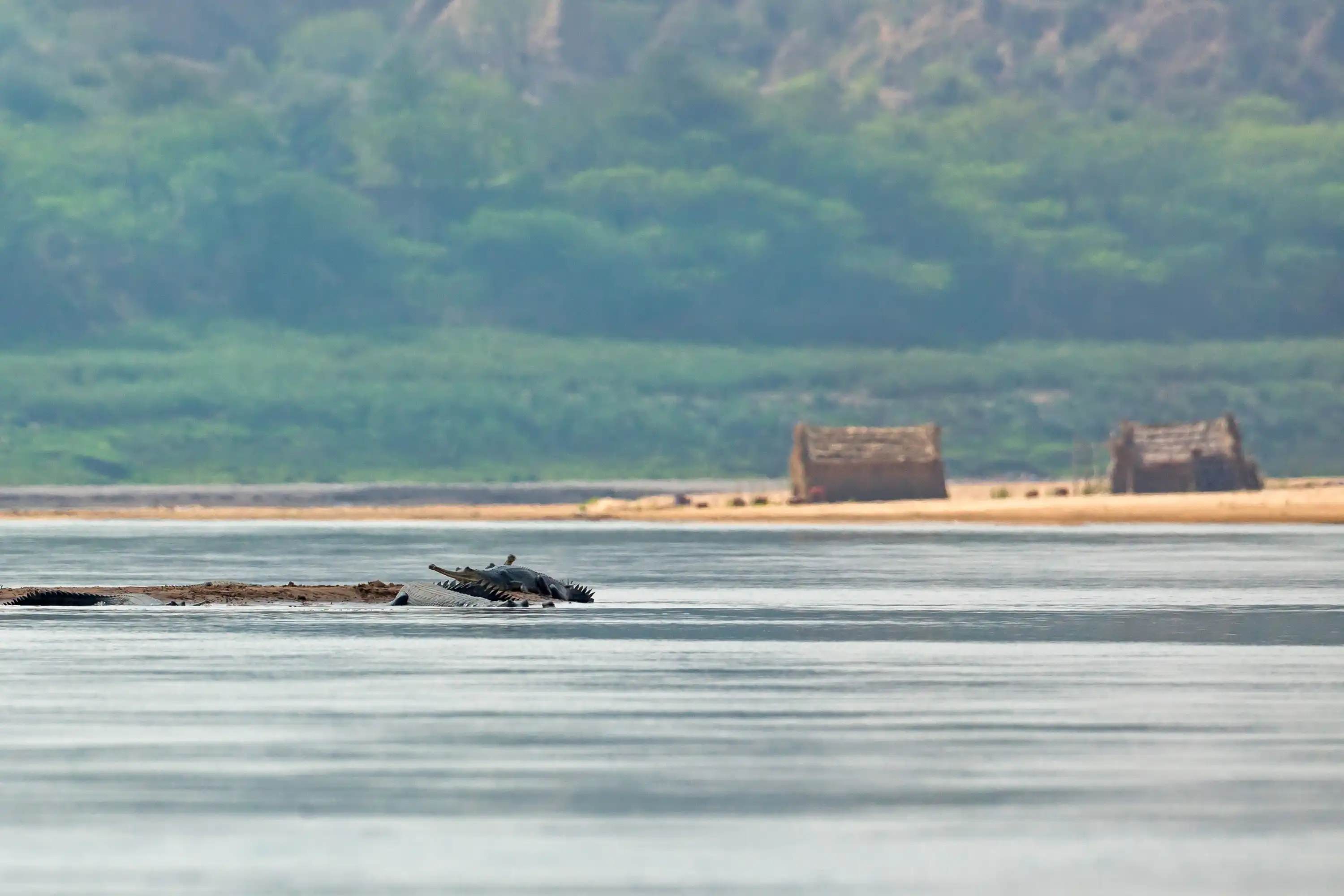 Same Day Chambal Safari Tour By Car From Agra