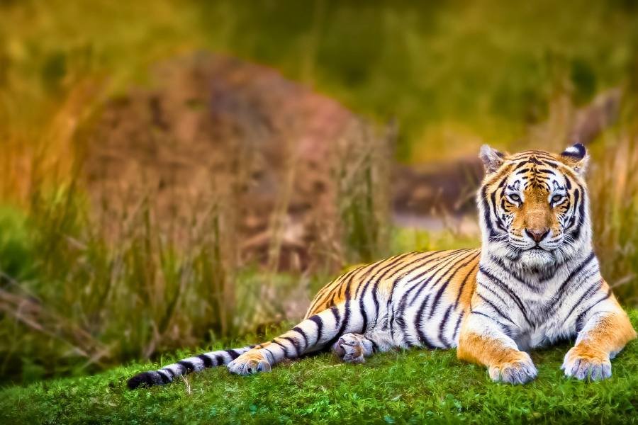 Jim Corbett Safari tour from Delhi 2N 3 D