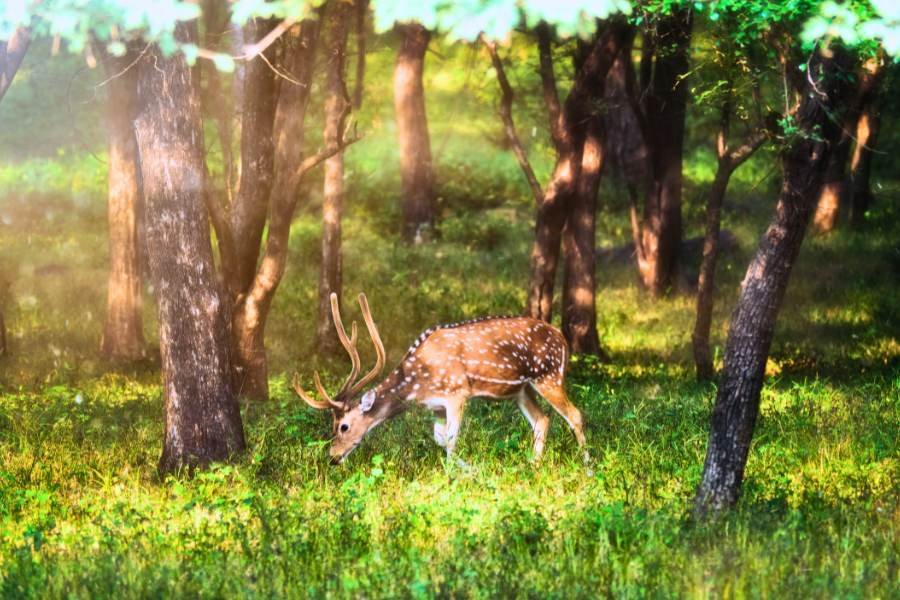 Jim Corbett Safari tour from Delhi 2N 3 D