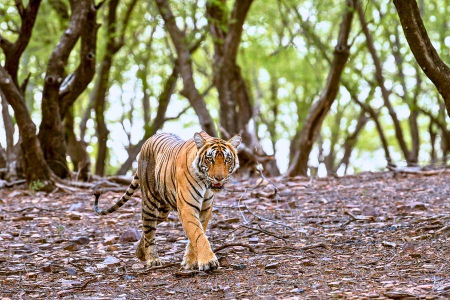 Jim Corbett Safari tour from Delhi 2N 3 D