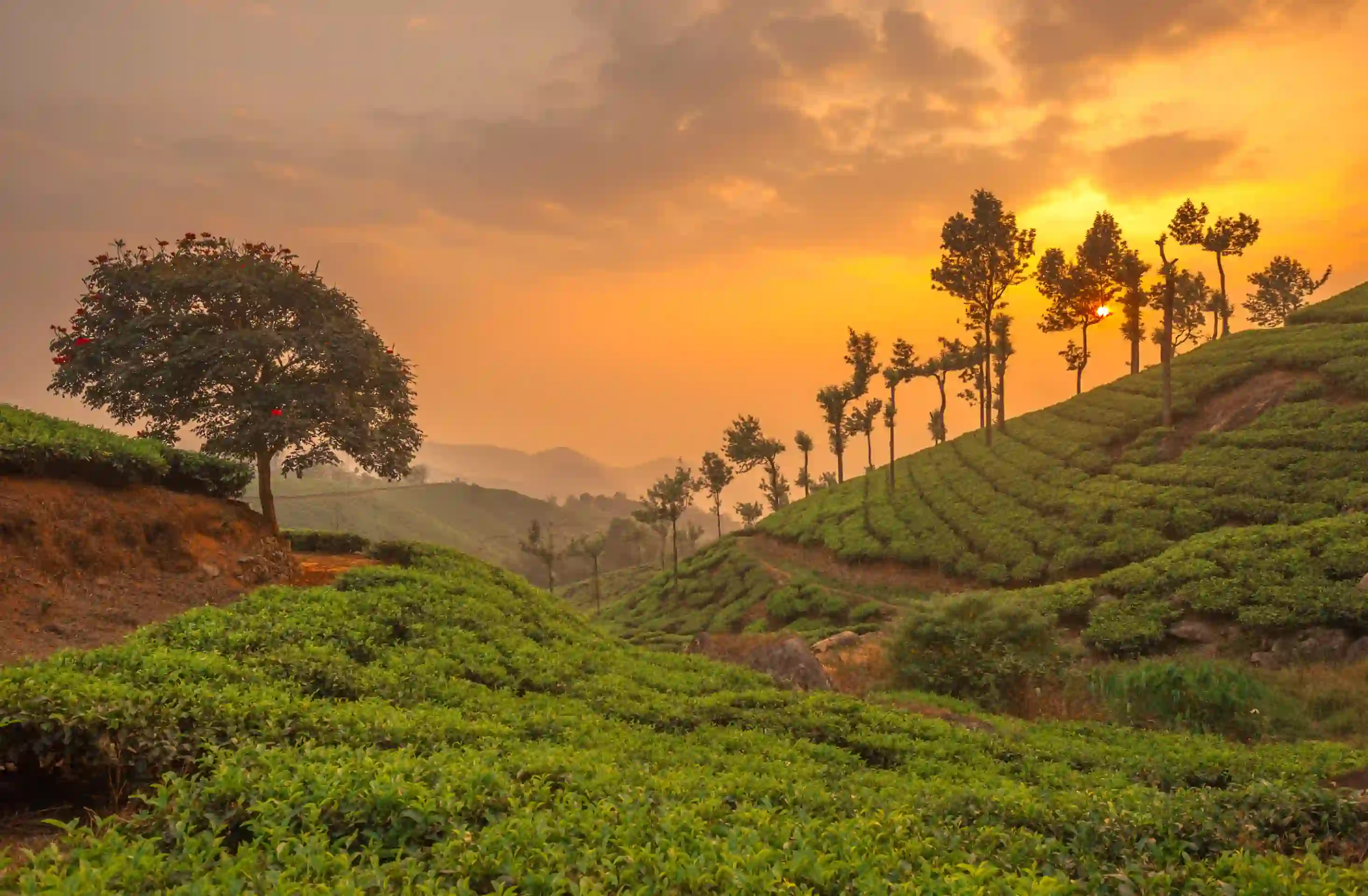 Experience the best of Kerala with an 8-day tour